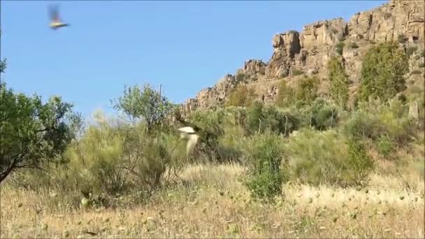 早春に岩の多い背景を持つ牧草地を飲み込むツバメ — ストック動画