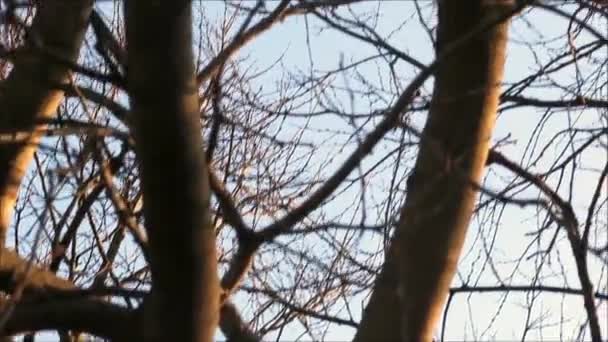 Árvore Velha Crepúsculo Inverno Contra Céu Nublado Sul Dinamarca — Vídeo de Stock