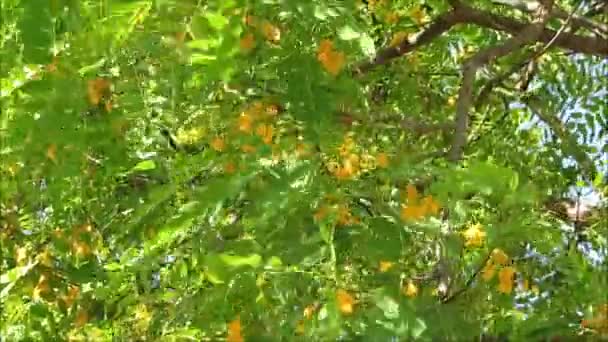 Flores Flores Tipuana Tipu Árbol Plena Floración Día Muy Ventoso — Vídeo de stock