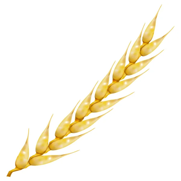 Фотореалистичное ухо из пшеницы, векторная иллюстрация . — стоковый вектор
