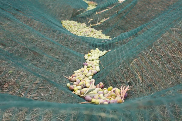 Aceitunas cosechadas en la red en el suelo en olivar — Foto de Stock
