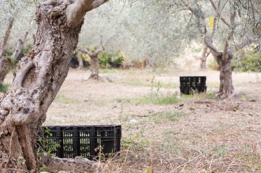 Olive grove toprağa kutularındaki hasat zeytin