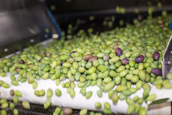 The process of olive cleaning and defoliation in a modern oil mill — Stock Photo, Image