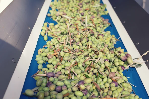 Cinta transportadora con aceitunas maduras en fábrica de aceite de oliva — Foto de Stock