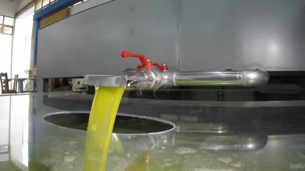 Oil is pouring from the tube at a cold-press factory after the olive harvesting — Stock Video