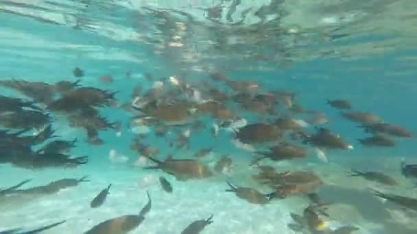 Male hand feeding fish — Stock Video