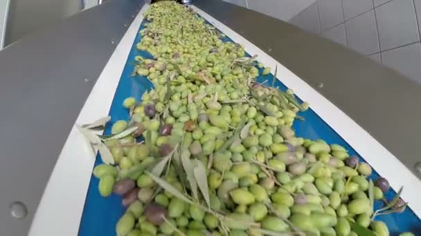 Конвейерная лента с созревшими оливками на заводе оливкового масла — стоковое видео