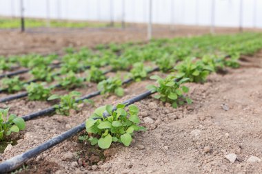 Serada büyüyen genç bitkiler