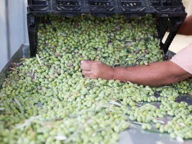 Olgun yeşil zeytin sıralama