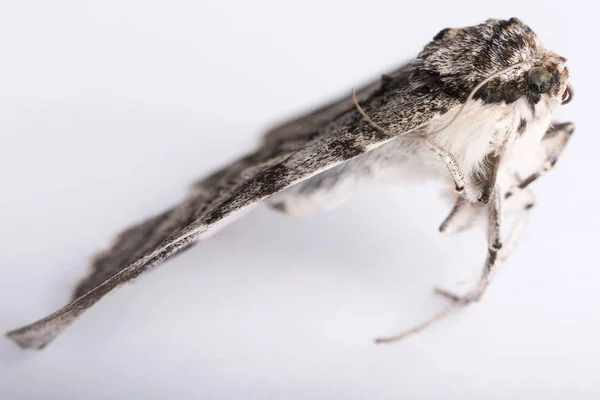 Uma borboleta de bicho-da-seda em branco — Fotografia de Stock