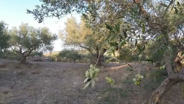 Mersul pe jos într-o plantație de măsline — Videoclip de stoc