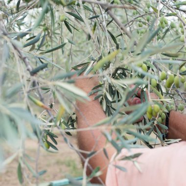 Zeytin ağacından olgun zeytin toplama el