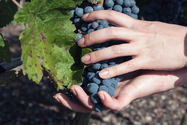 Una mano recogiendo uvas negras maduras en la vendimia — Foto de Stock