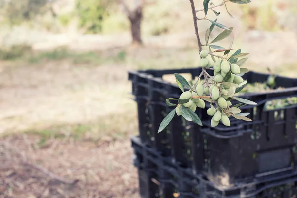 Olives on an olive tree branch. A detail closeup of green olives with selective focus on rhe background with olives collected in boxes — Stock Photo, Image