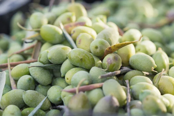 Aceitunas verdes maduras recogidas — Foto de Stock
