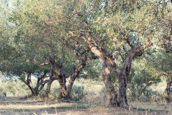 Olive verdi nell'oliveto — Foto Stock