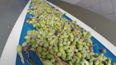Konveyör bant Konfit zeytin zeytinyağı ve fabrika ile