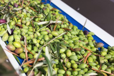 Konveyör bant Konfit zeytin zeytinyağı ve fabrika ile