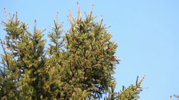 Větvičky borovice s kužely kymácí ve větru — Stock video