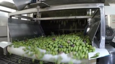 Zeytin modern yağ fabrikasında temizleme işlemi