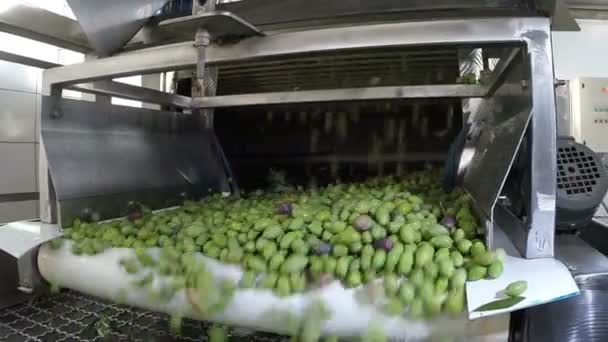 Процес очищення оливкової олії в сучасному олійному комбінаті — стокове відео