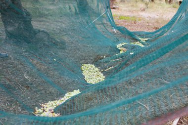 Hasat zeytin zeytin grove yere net