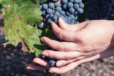 Hasat, siyah olgun üzüm toplamaya yardım