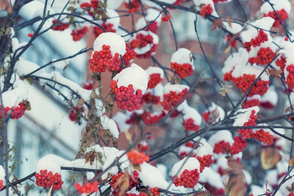 Zmrazené jeřabinovo. První sníh. — Stock fotografie