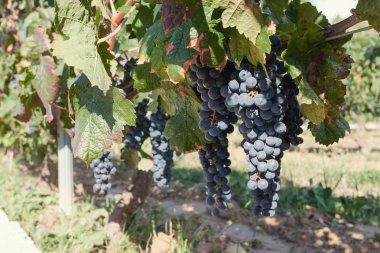 Bağ. Sonbaharda olgun üzüm