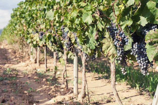 Viñedo. Uvas maduras en otoño — Foto de Stock