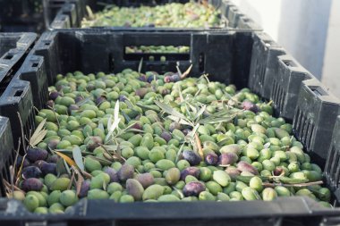 Kutusunda toplanan olgun yeşil zeytin