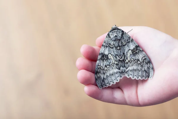 Una mariposa de la polilla de seda en manos de un niño —  Fotos de Stock