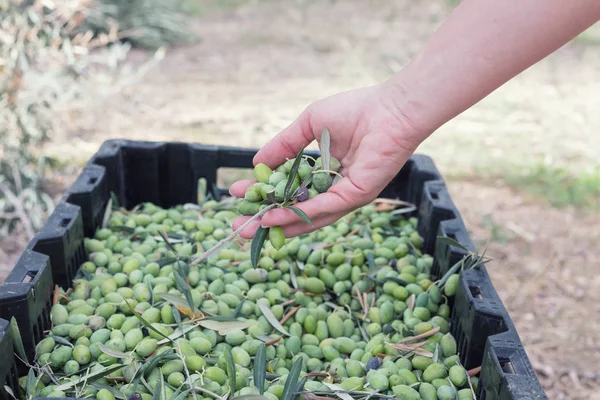 Hand sorting out collected green olives — Stock Photo, Image