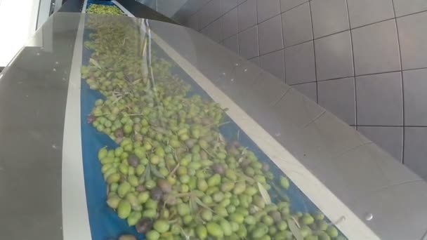Correia transportadora com azeitonas maduras na fábrica de azeite — Vídeo de Stock