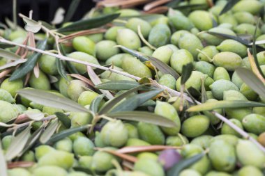Kutusunda toplanan olgun yeşil zeytin
