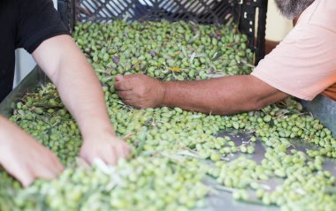 Olgun yeşil zeytin sıralama
