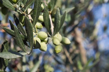 Zeytin zeytin ağacı dalı