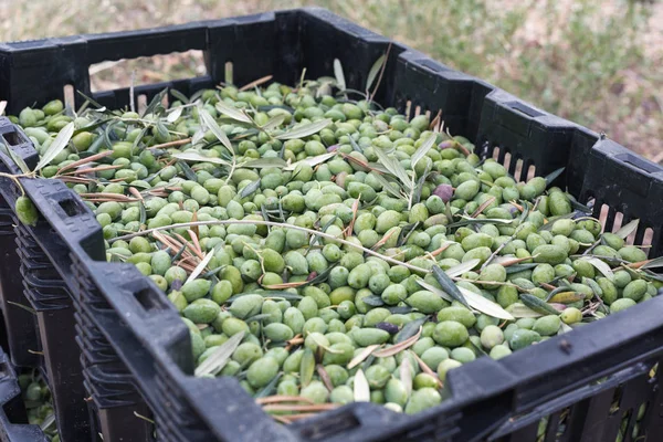 Aceitunas verdes maduras — Foto de Stock
