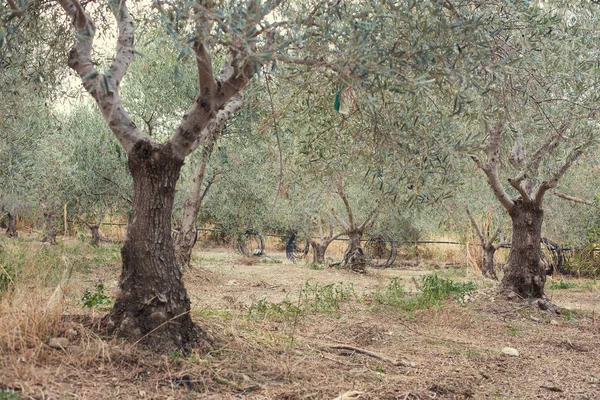 Aceitunas verdes en olivar — Foto de Stock