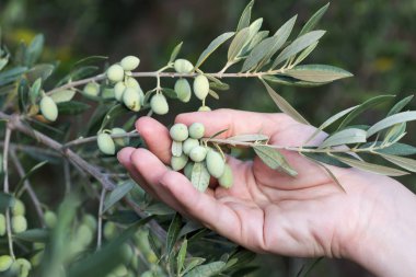 Zeytin dalı tutan el