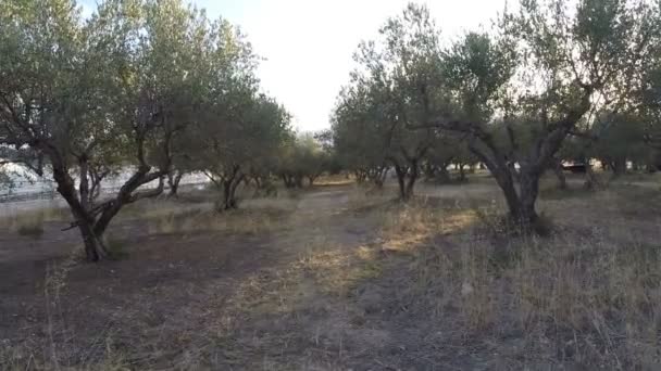 Caminando en un olivar — Vídeo de stock