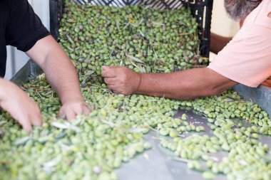 Olgun yeşil zeytin sıralama