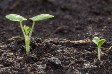 Topraktan yeşil filizler çıkıyor.