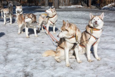 Kışın Husky kızak