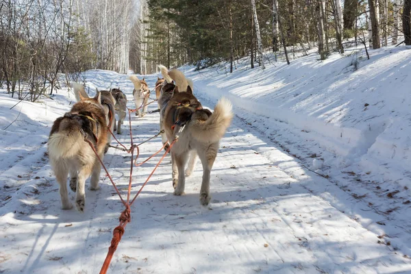 Husky-slee in de winter — Stockfoto