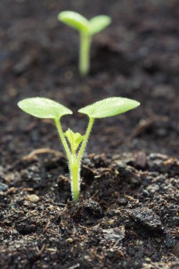 Topraktan yeşil filizler çıkıyor.