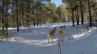 Deli husky kızak binmek bir kış ormanda