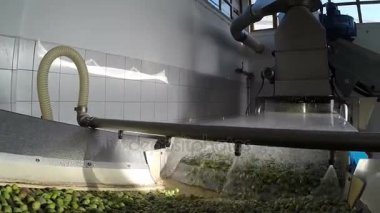 Zeytin modern yağ fabrikasında temizleme işlemi