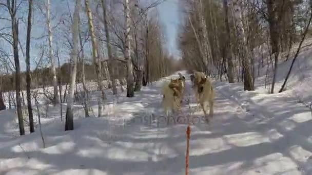 Хаскі катаються на санчатах в зимовому лісі — стокове відео