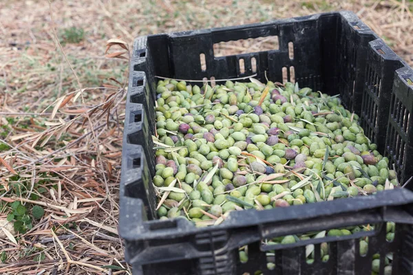 Aceitunas verdes maduras recogidas en caja — Foto de Stock